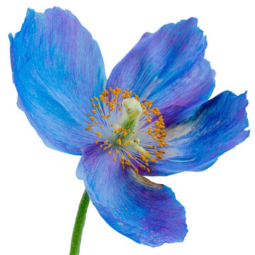 Himalayan blue poppy flowers