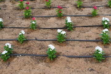 Irrigation spray system hoses with automatic sprinkler on city street flower beds. Process of watering, moisturizing, sprinkling flowers in hot middle eastern countries with arid dry climates
