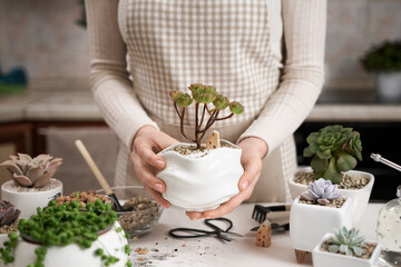 Woman holding potted Aeonium Green Tea Succulent in a white ceramic pot with decorative small house
