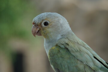 pearly parakeet