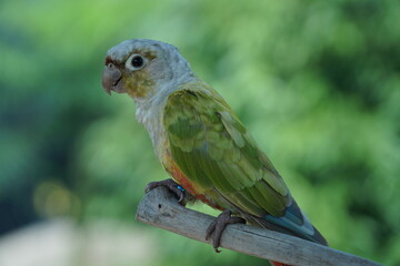 pearly parakeet
