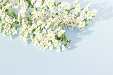 On a blue isolated background, fresh sprigs of spirea, a design element.