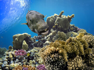 Giant Puffer ( Arothron stellatus) - sea fish on the coral reef.