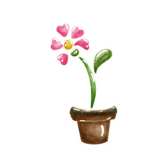 pink orchid in a pot