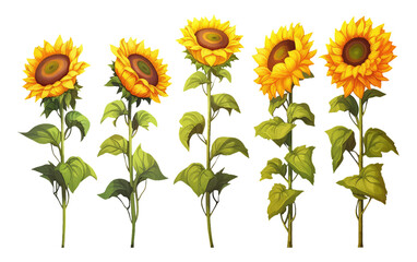 set vector illustration autumn sunflower elements isolated on white background