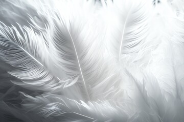 White Bird feather pattern for background and texture. White Feather texture background. generative AI.