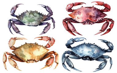 watercolor set vector illustration of crab isolsated on white background - obrazy, fototapety, plakaty