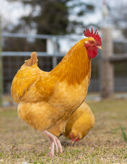 Gold Orpington rooster showing off for a hen