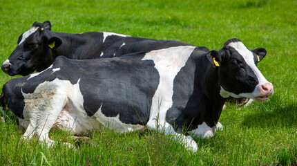 black and white spotted cows recline in grass of meadow in the netherlands