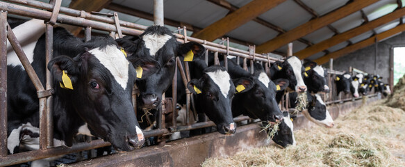 black and white spotted cows feed on hay inside dutch farm in holland - 609561253