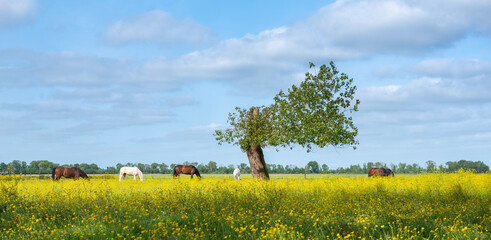 horses in field with buttercups and tree in the netherlands under blue sky near amsterdam