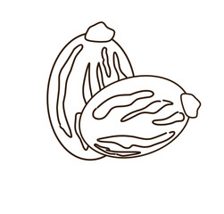 Vector illustration,castor seed or Ricinus communis, isolated on white background.