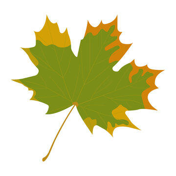 Icon autumn green maple leaf with yellow and orange spots on a transparent and white background. Close-up symbol of Canada. Isolated element for design decoration. Vector illustration and image. 