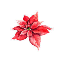 Red Poinsettia Watercolor Christmas holidays floral watercolor isolated illustration. AI watercolor clip art