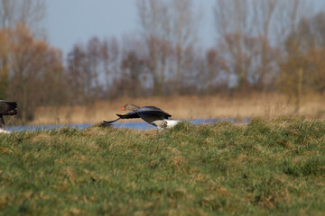 goose taking off