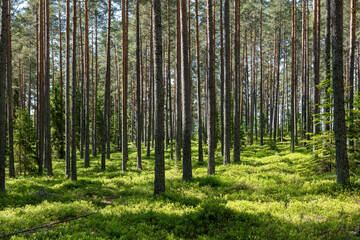 Background pine forest with green lush bluberry grass
