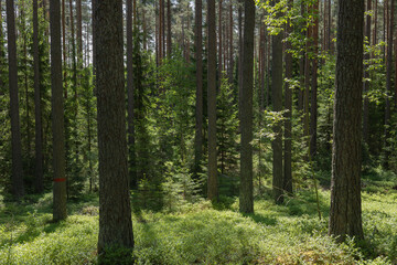 Fototapeta na wymiar Background pine forest with green lush bluberry grass