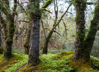 Naklejka premium path in the forest