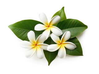 Plumeria tropical flowers with green leaves isolated on white