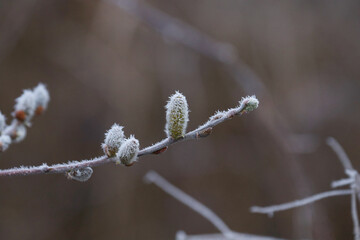 frost on the branches