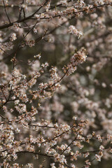blooming tree