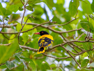 Black-hooded oriole