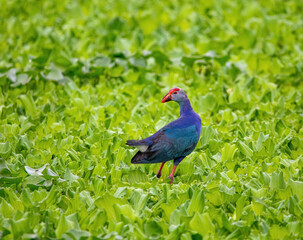 Purple swamp hen