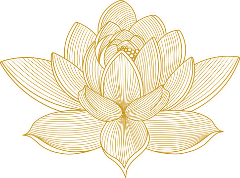 golden lotus flower line art clip art preview