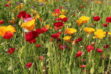 幸手、権現堂公園のポピー