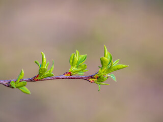 Green bushes with young leaves in the sunset