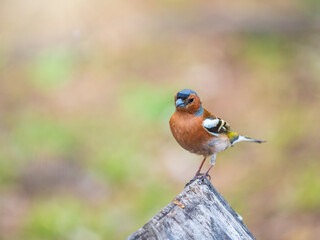 Common chaffinch, Fringilla coelebs, sits on a tree. Common chaffinch in wildlife.