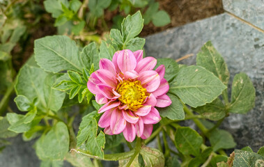 Fototapeta premium Floral wallpaper, nature photography, natural gardening background, beautiful pink flowers blooming in garden 