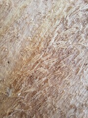 Wooden background with natural pattern. natural texture of wood