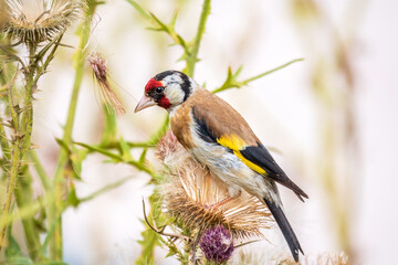 European goldfinch, feeding on the seeds of thistles. Carduelis carduelis.