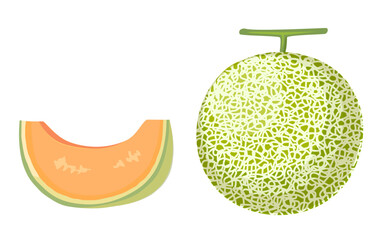 メロンのイラスト