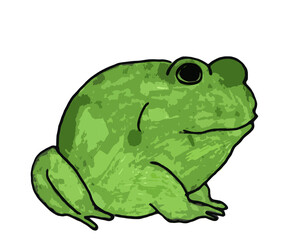 green toad on a white background