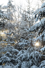 Verschneiter Wald Fichten und Zweige snowy Spruce and branches