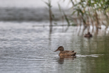 Löffelente auf dem See