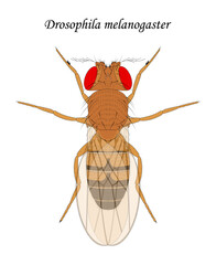 Fruit fly (Drosophila melanogaster), male.