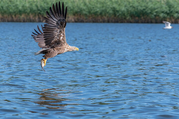Seeadler auf Beutezug