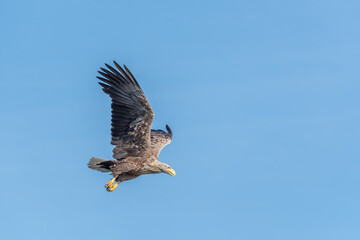Seeadler auf Beutezug