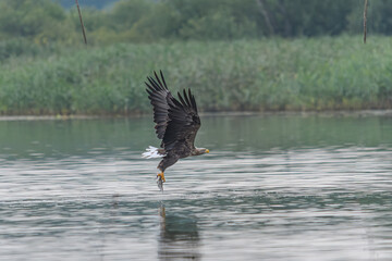 Seeadler auf Beuteflug