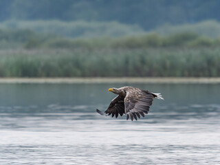 Seeadler auf Beuteflug