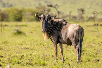 A blue wildebeest (Connochaetes taurinus) looking at the camera, Mara Naboisho Conservancy, Kenya.