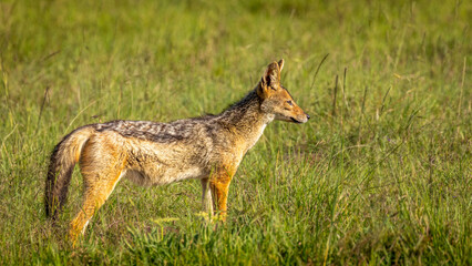 Black-backed jackal (Canis mesomelas) very alert, Mara Naboisho Conservancy, Kenya.