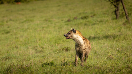 A spotted hyena (Crocuta crocuta), Mara Naboisho Conservancy, Kenya.