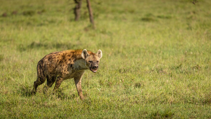 A spotted hyena (Crocuta crocuta) passing by, Mara Naboisho Conservancy, Kenya.