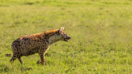 A spotted hyena (Crocuta crocuta), Mara Naboisho Conservancy, Kenya.
