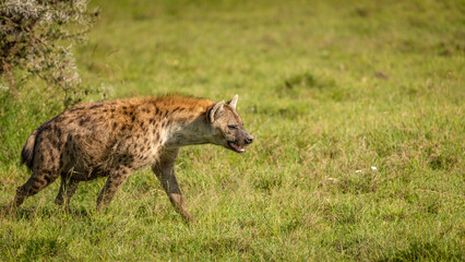 A spotted hyena (Crocuta crocuta), Mara Naboisho Conservancy, Kenya.