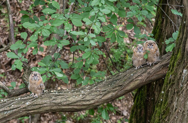 Three Tawny owls ( Strix aluco ) in the forest on the branch of an acacia.